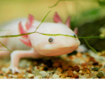 the true Axolotl Kingdom
