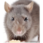 Rats on toppp