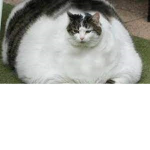 SUPER FAT FATTY CATTY CAT LIKERS