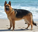 # Dog Owners Nation