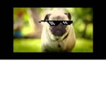 thepuglife