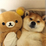 Doge & Bear