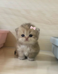 pawslyy