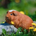 Official Guinea Pig Fans!