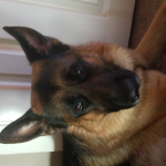 #team funny dogs forever