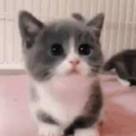 Reupload Kittns'