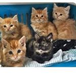 i can't name this darn thing its about cat people