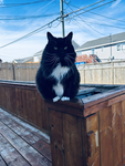 The catty peeps