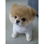 bootheworldcutestdog
