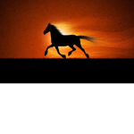 Silver Star Riding Academy