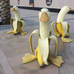 BananaDuck Development