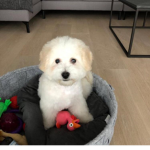 P u p p y