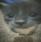 zenxdhou
