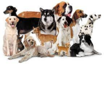 DOGS star