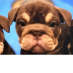Fashionable puppies