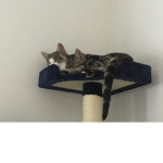 catsaresuperior