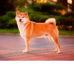 orange dog