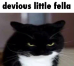 Gatos Curiosos