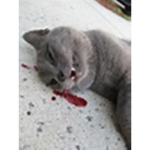 CATS DIE A PAINFUL DEATH