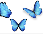 The best butterfly’s
