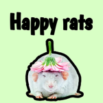 happy rats