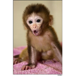 da monkeys aka besties!!