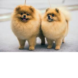 Puppy town