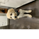 My dog Cheeto