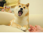 Doge Hangout and fun