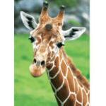 Giraffe side