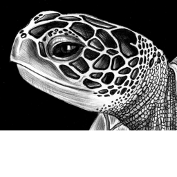 Turtle Gang