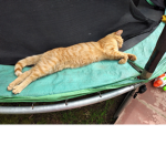 Kitty kat kat