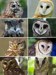 -Owl *fan* group-