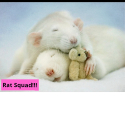 🌸Rat Squad Hangout🍪