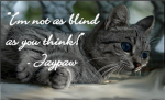 Jayfeather/Jaypaw Lovers