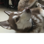 perritos hola