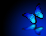 The Blue Fly Aways