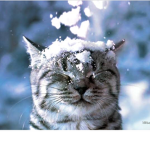 Winter Cat Club