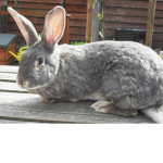 Rabbits United Nice