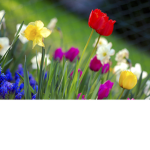 spring group:)