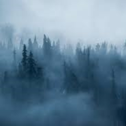 Forest Survival