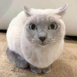 edward the cat