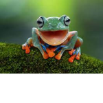 Frogs are cool I guess