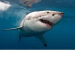 SHARK ARMY!!!!