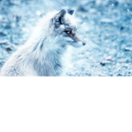Frost Winter Land RP