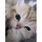 Kittys everywhere squad