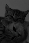 ~Maneki~