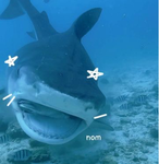 !Shark Team!