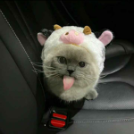 chompah