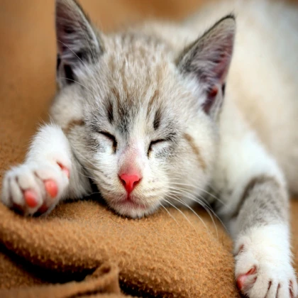 sleepy-cat-for-shadow-kitties